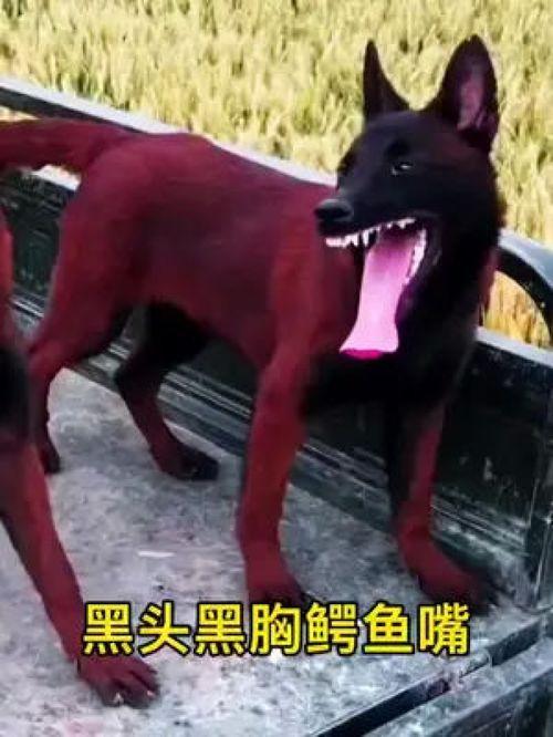 网红马小马,网红界的璀璨明星，带你领略网络魅力