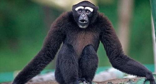 网红猴子的语录英文,Quirky Monkeys' Quotable Wisdom: A Glimpse into the Internet's Furry Phenomenon